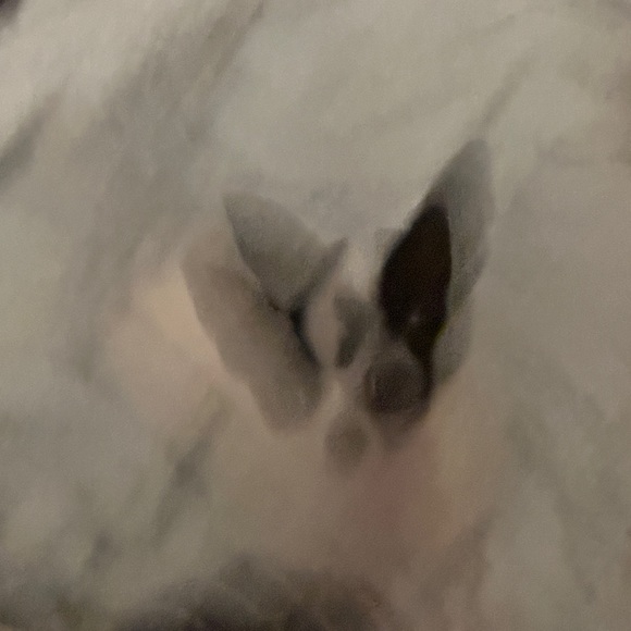 Meet your Posher, Kai - Picture 1 of 1